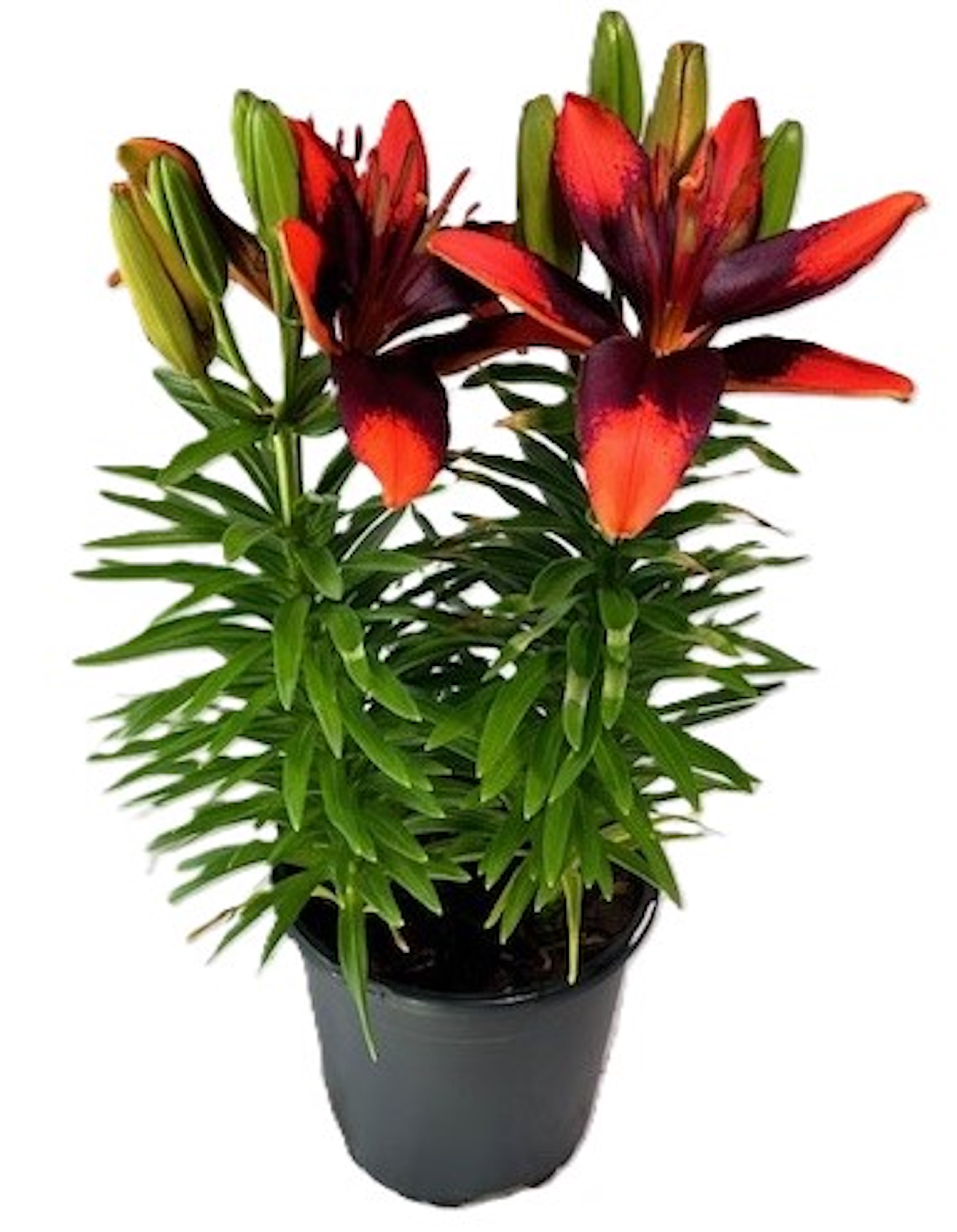 Better Homes and Gardens Outdoor Live Plant Asiatic Lily Tiny Ink