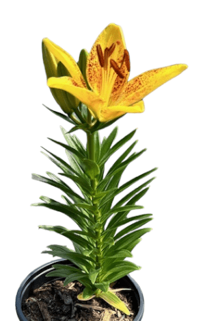 Common Lily