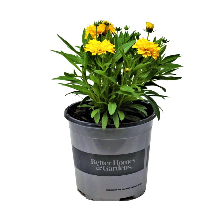 U*a様 plants by the core CR-03 Better Homes and Gardens Outdoor Live Plant Coreopsis
