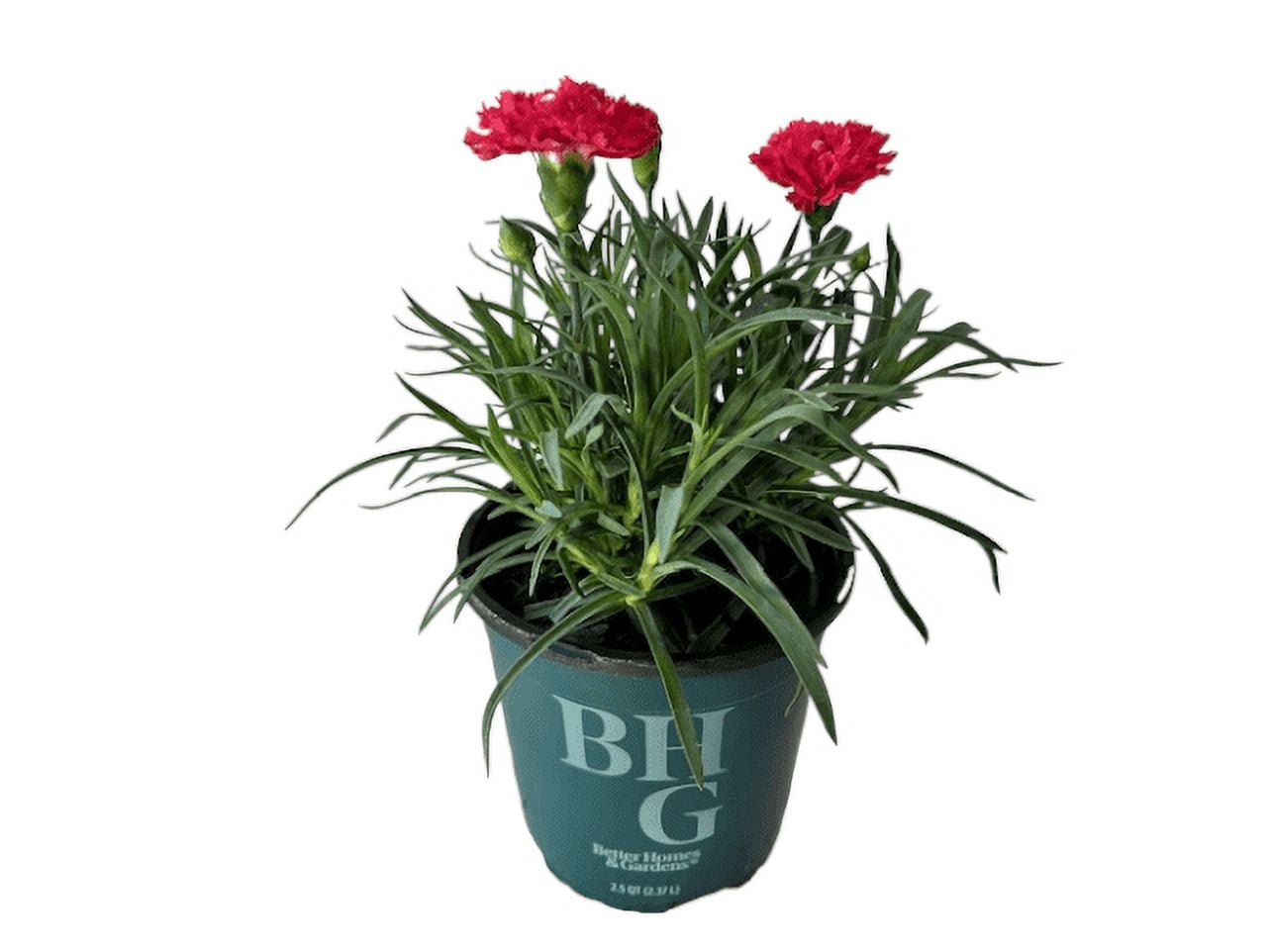 bonsai tree seeds for sale All-in-One Bonsai Tree Seed Bank With Seed Storage Box