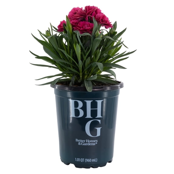 Better Homes and Gardens Outdoor Live Plant Dianthus Carnation Oscar Cherry Velvet Red 1QT, Full Sun