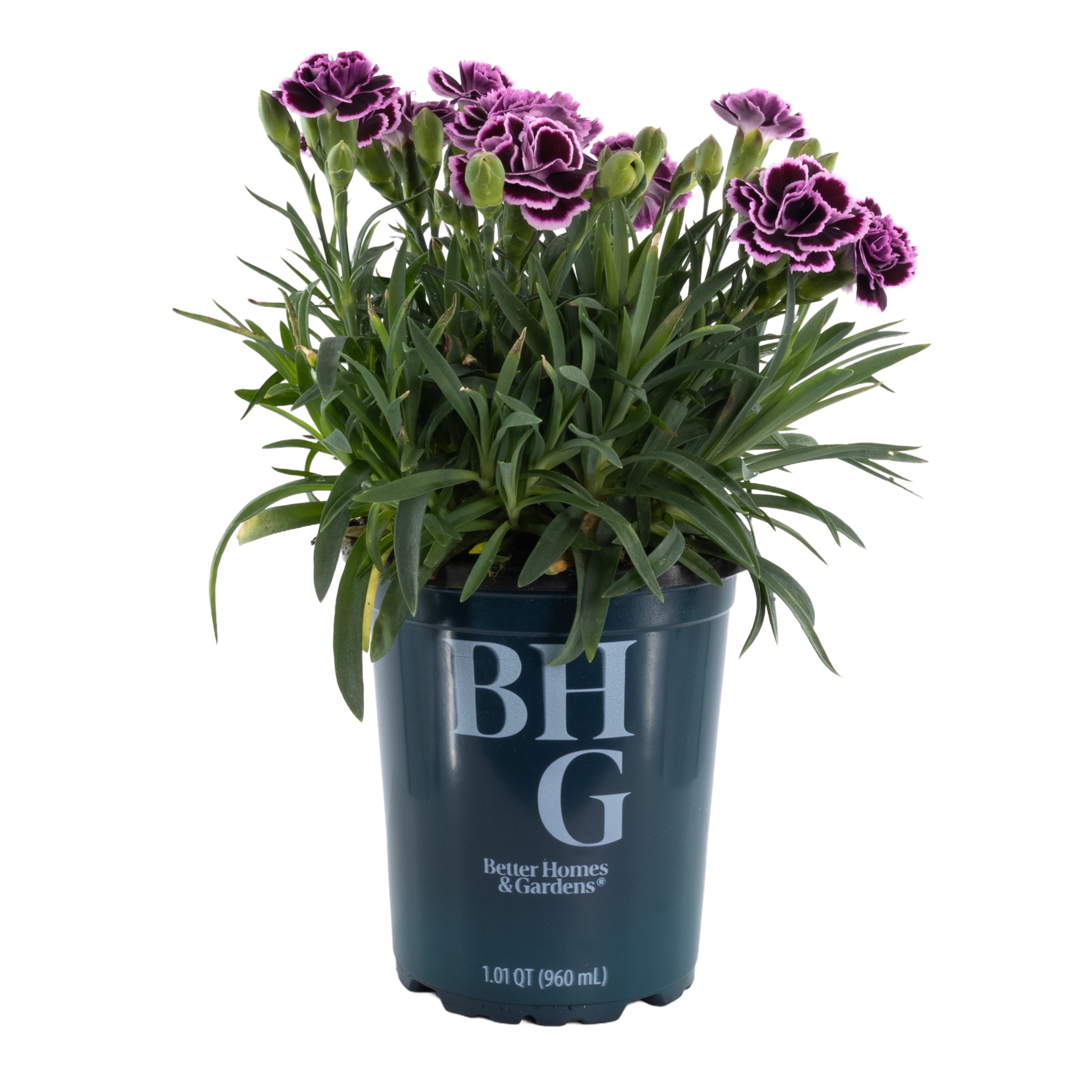 aglaonema anyamanee pink Aglaonema Beauty Houseplant with Planter - Small (3"-5" tall) Cream Planter