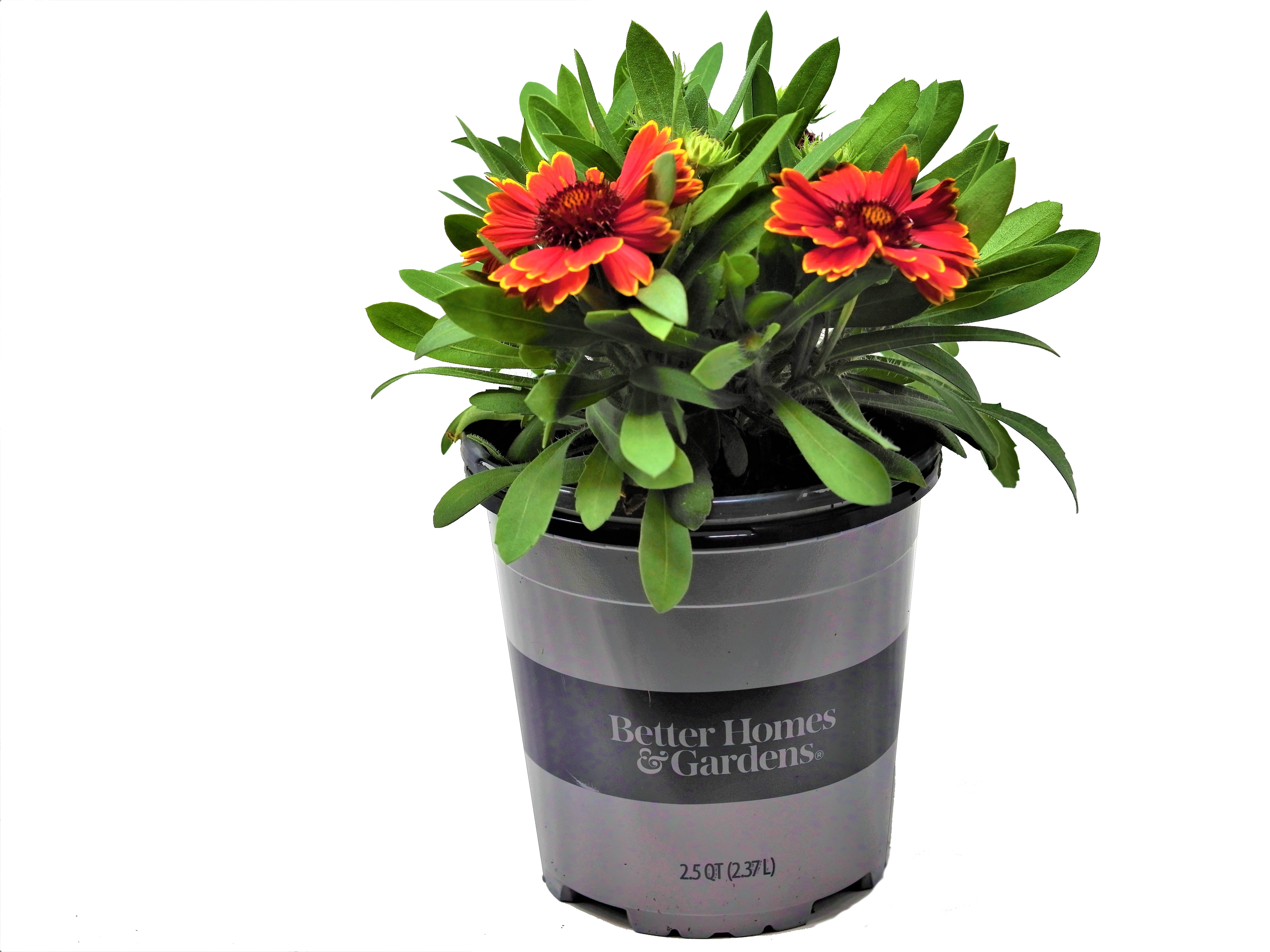 Better Homes and Gardens Outdoor Live Plant Gaillardia Blanket