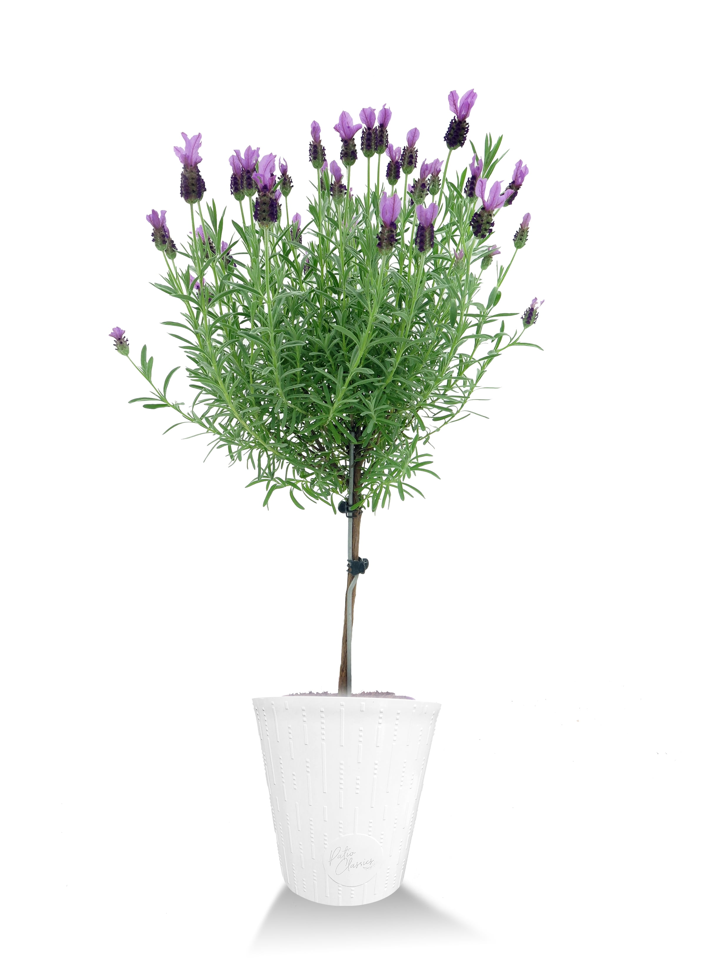 Better Homes and Gardens Outdoor Live Plant Lavender Patio Tree Purple