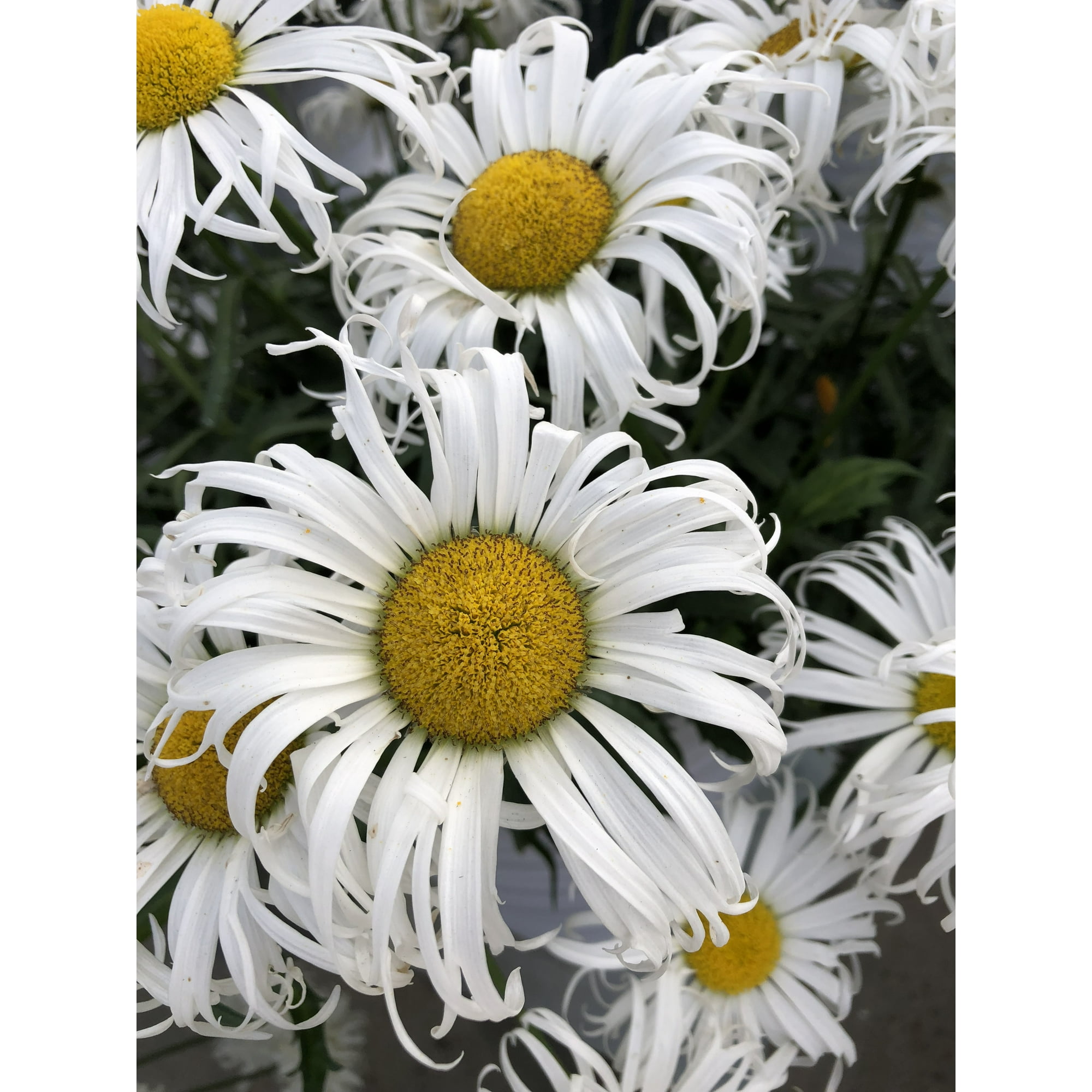 Shasta Daisy Plant