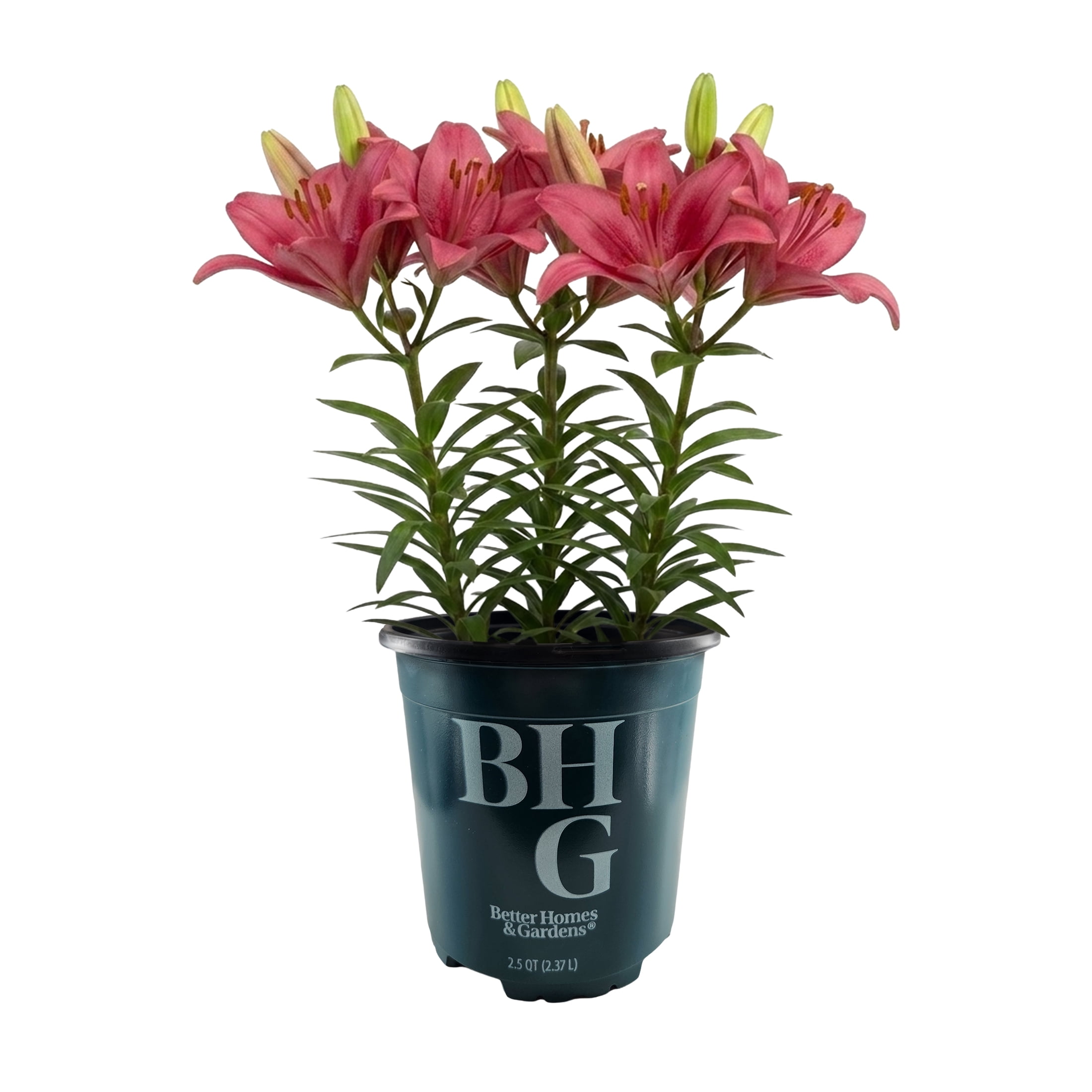 Common Lily
