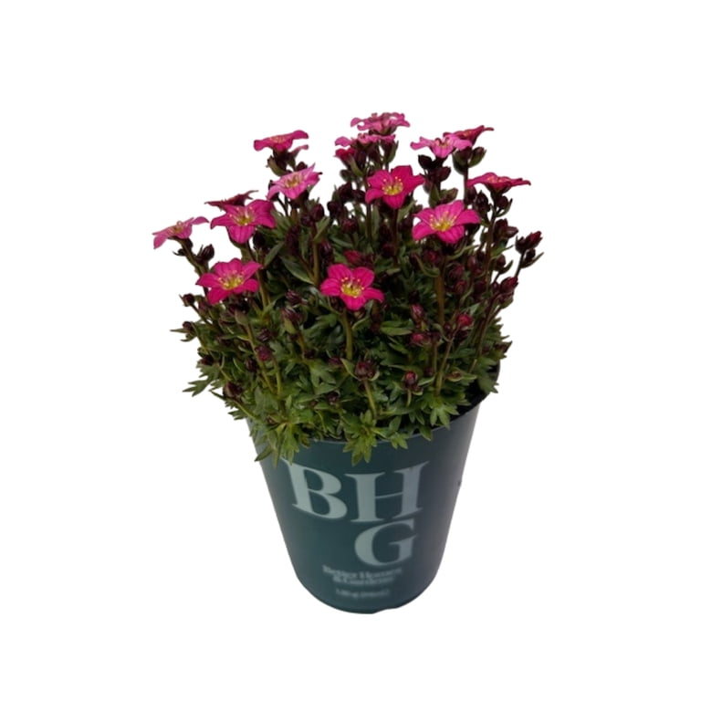 Better Homes & Gardens Saxifraga Touran Pink Live Plant 1QT