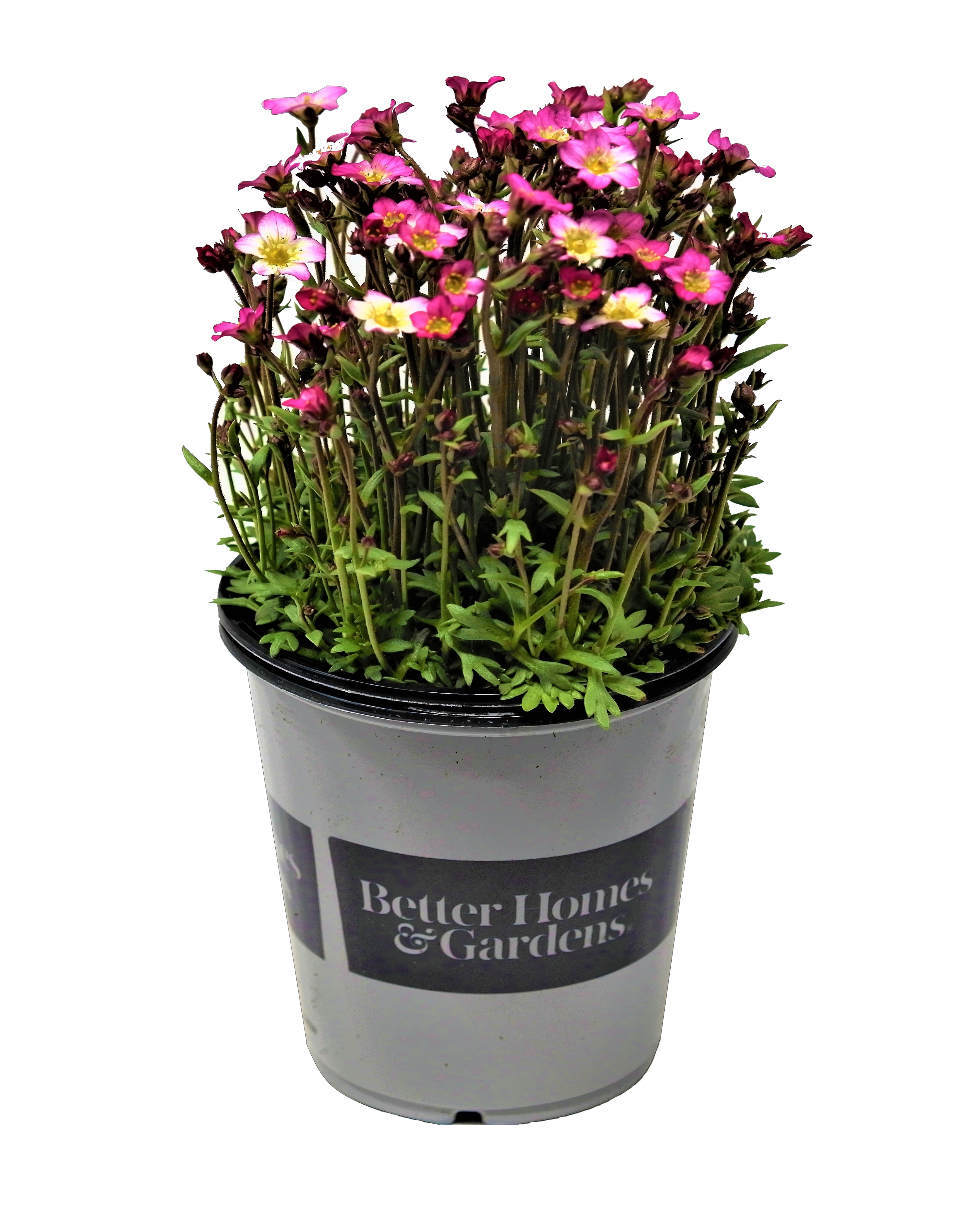 Better Homes and Gardens Outdoor Live Plant Saxifraga