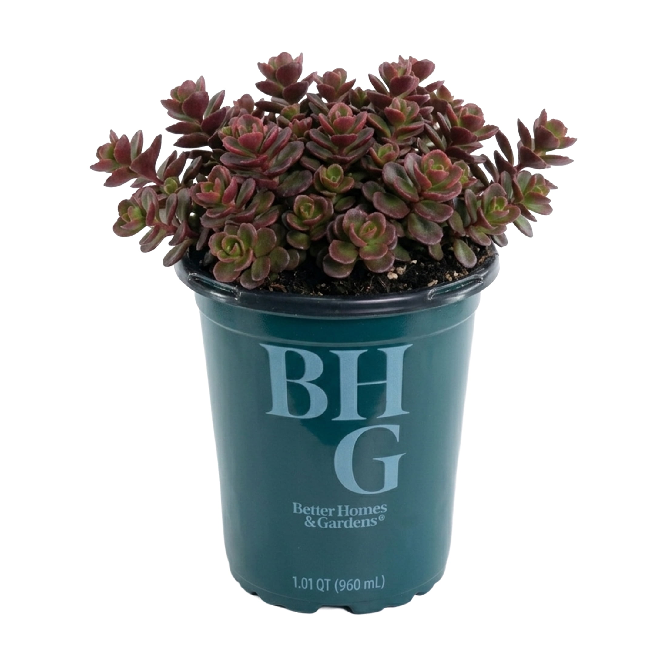 Better Homes and Gardens Outdoor Live Plant Sedum Stonecrop