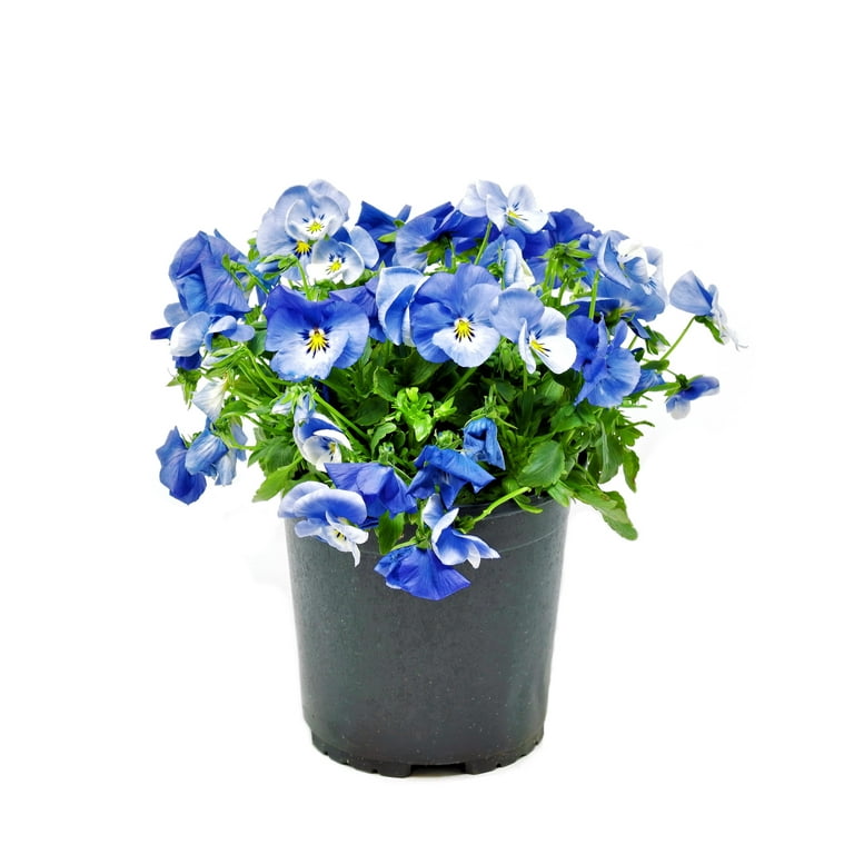 Better Homes and Gardens Outdoor Live Plant Viola Pansy Halo Sky