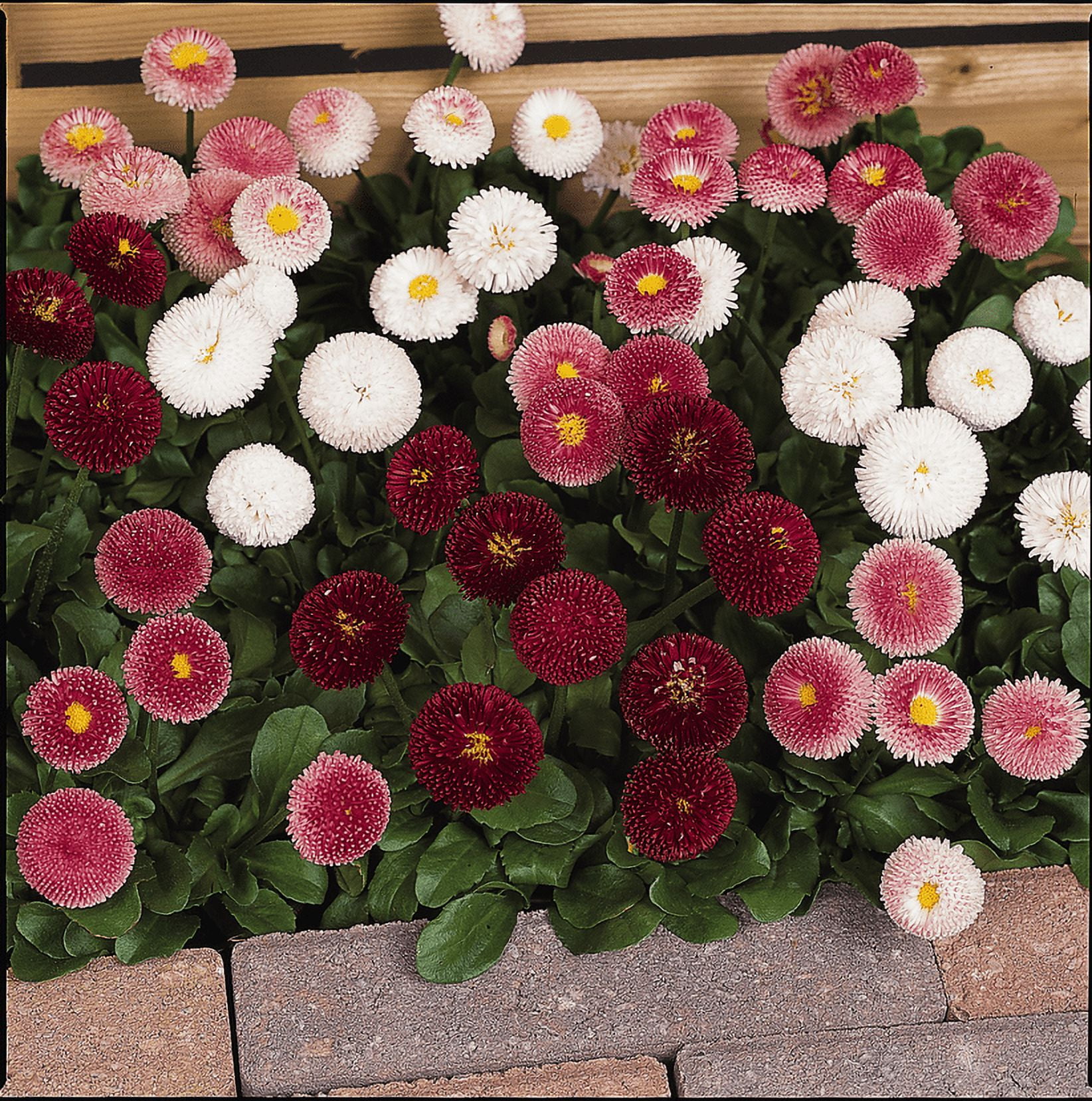 Better Homes and Gardens Outdoor Live Plants Bellis English