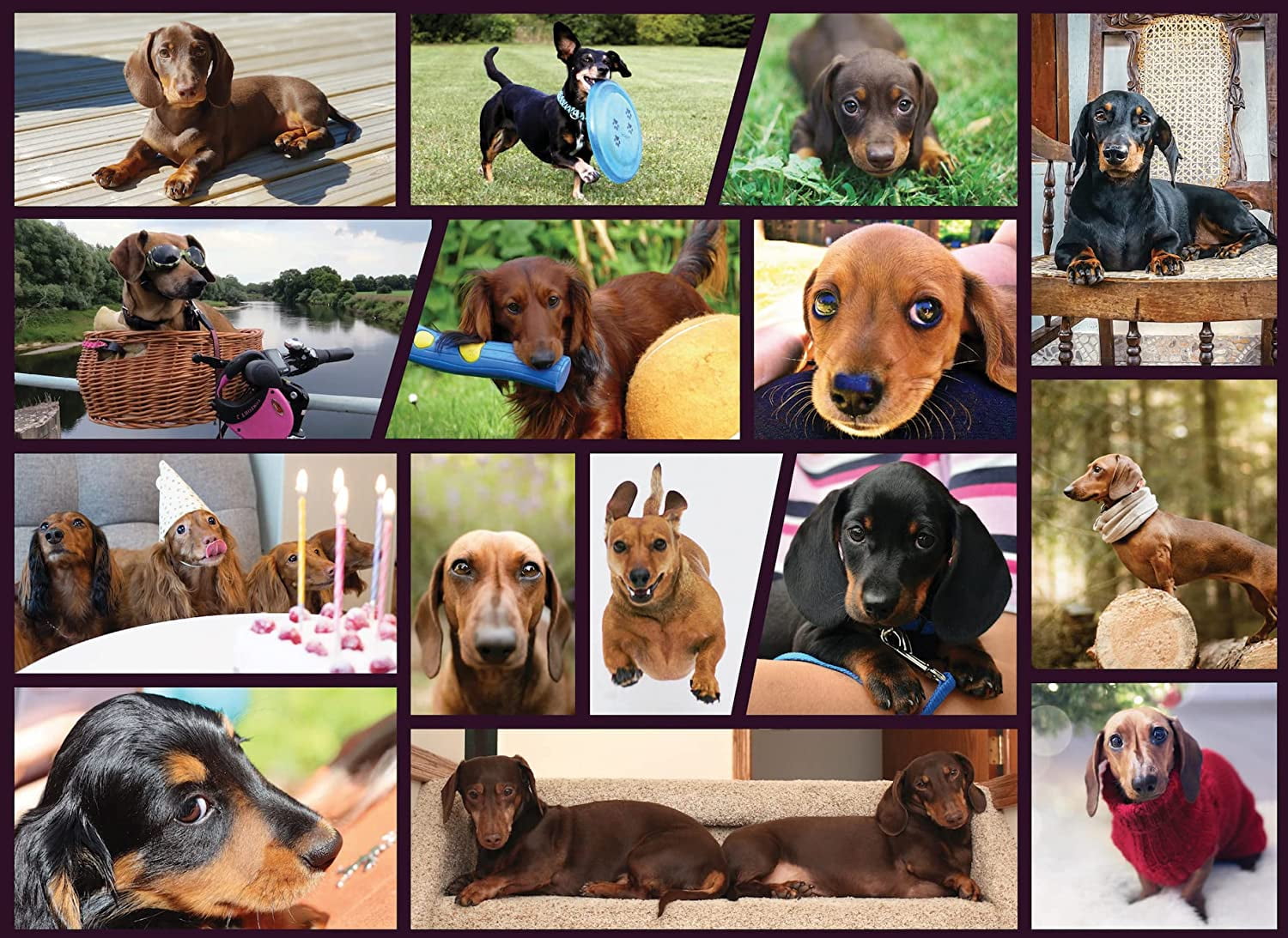 Better Me Dachshund Dogs Jigsaw Puzzles 1000 Pieces for Adults