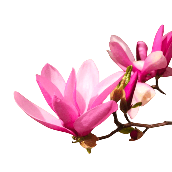 Betty Magnolia Live Tree 2 Gallon
