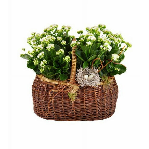 Betty's Flower Shop Nestling Kalanchoe Basket