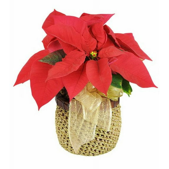 Betty's Flower Shop Petite Poinsettia