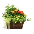 thumbnail image 1 of Betty's Flower Shop Springtime Sympathies Garden Basket, 1 of 5