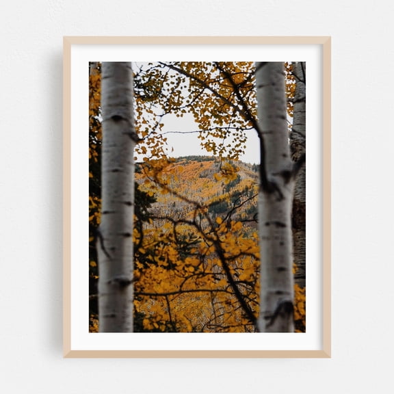 Between Two Aspens - Aspen Colorado Photography Autumn Forest Nature Scenic Mountain Woodland Landscape Oak Framed Wall Art Print 9 x 12 inches
