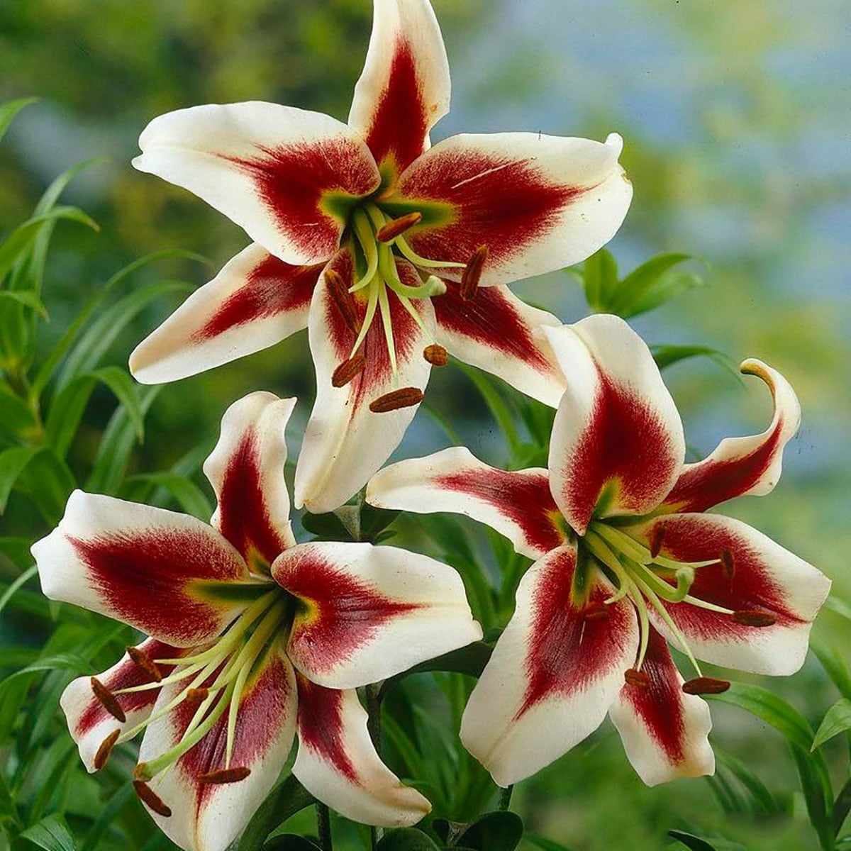 Beverly Dreams Orientpet Lily - 2 Bulbs 16/18cm - Very Fragrant ...