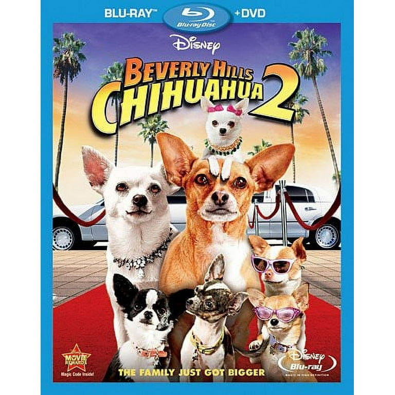 Beverly 2024 hills chihuahua