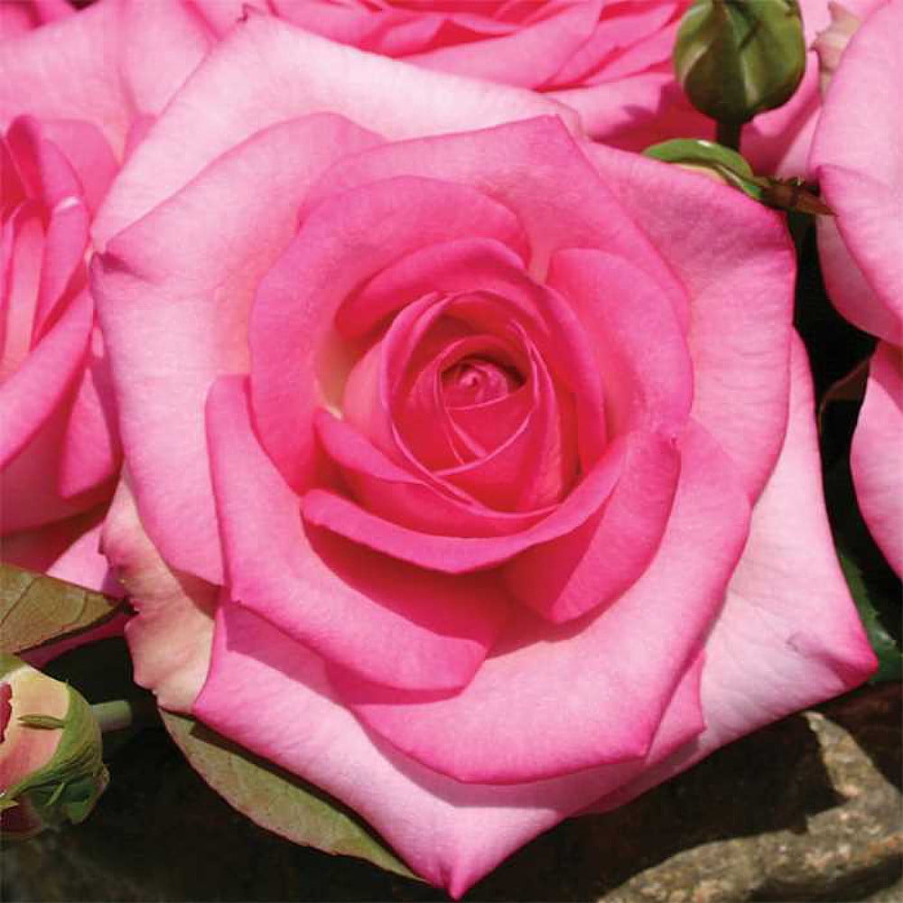 Falling in Love™ Hybrid Tea Rose