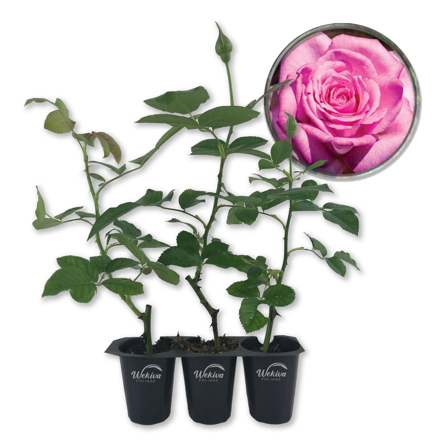Beverly Rose Bush - 3 Live Starter Plants in 2 Inch Growers Pots ...