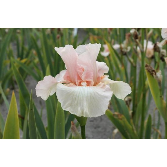 Beverly Sills German Bearded Iris -#1 Size Root- Blush Pink
