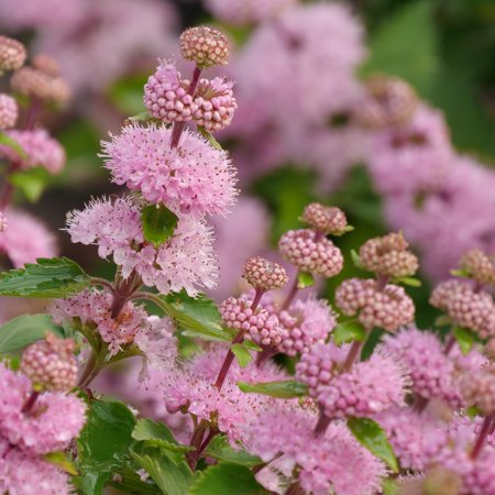 RedCrocus Bluebeard Caryopteris 'Beyond Pink' Shrub - Vibrant Blue Flowers, Low Maintenance, Drought-Tolerant Garden Plant 3 Gallon