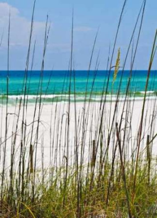 Beyond the Sea Oats III Canvas Art - Lillian Turner (18 x 24)