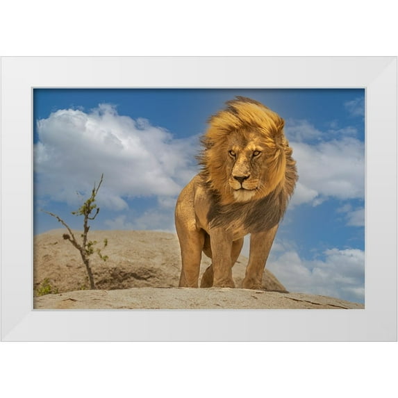 Bhatia, Yogesh 32x23 White Modern Wood Framed Museum Art Print Titled - The Lion King