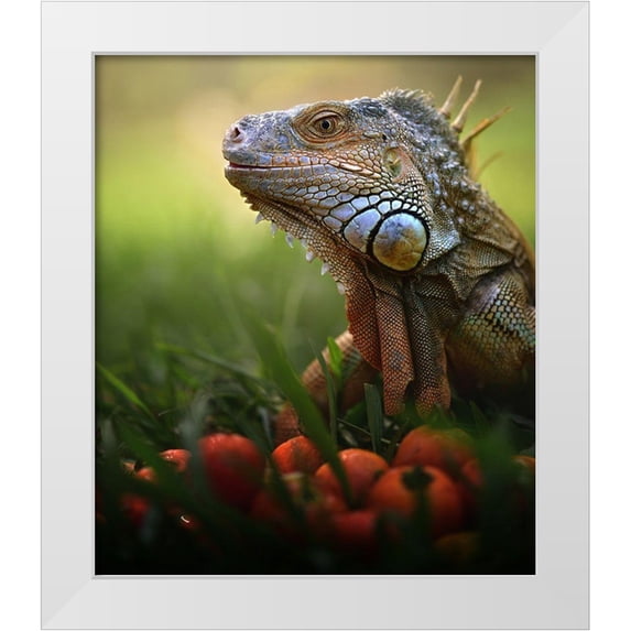 Bhs, Fahmi 26x30 White Modern Wood Framed Museum Art Print Titled - Tomatoes Time