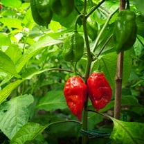 Ghost Pepper Seeds for Planting – Bhut Jolokia – 10 Non-GMO, Heirloom Seeds – Home Garden Hot Pepper Variety – Packaged in Mylar for Extended Shelf Life