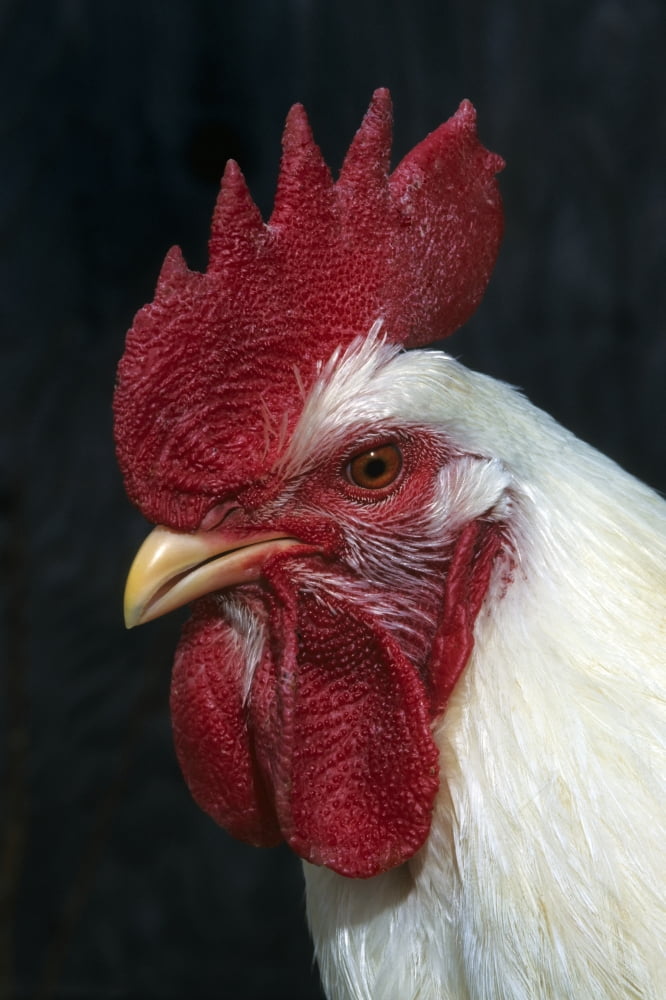 Bi-168-3 Rooster Head Shot Canvas Art - Rebecca Grambo Design Pics (11 x 17)