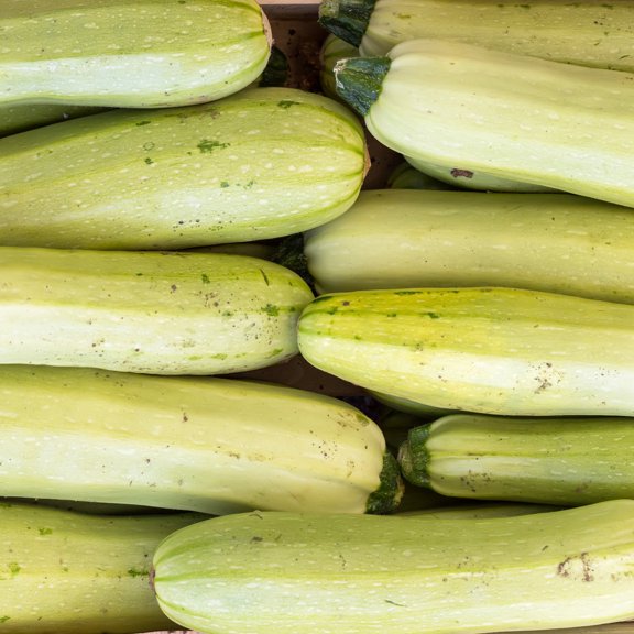 Bianco Di Trieste Zucchini Seeds - 4 g Packet ~35 Seeds - Summer Squash: AKA: Trieste White - Non-GMO Vegetable Garden Seeds