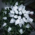 thumbnail image 1 of Bibana 100LED 81 FT C9 Christmas String Lights Plug in Fairy Twinkle String Lights 8 Modes Timer Function Waterproof Extendable for Indoor Outdoor Wedding Party Christmas Decoration (100, White), 1 of 7