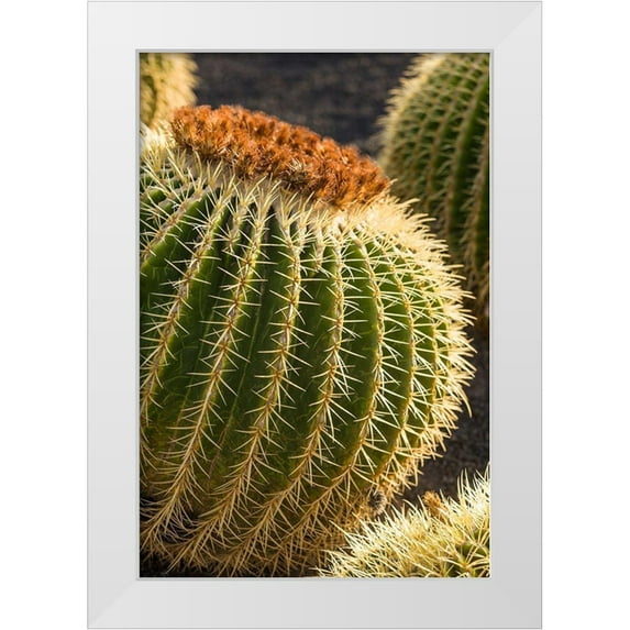 Bibikow, Walter 11x14 White Modern Wood Framed Museum Art Print Titled - Canary Islands-Fuerteventura Island-Caleta de Fuste-beachfront cactus