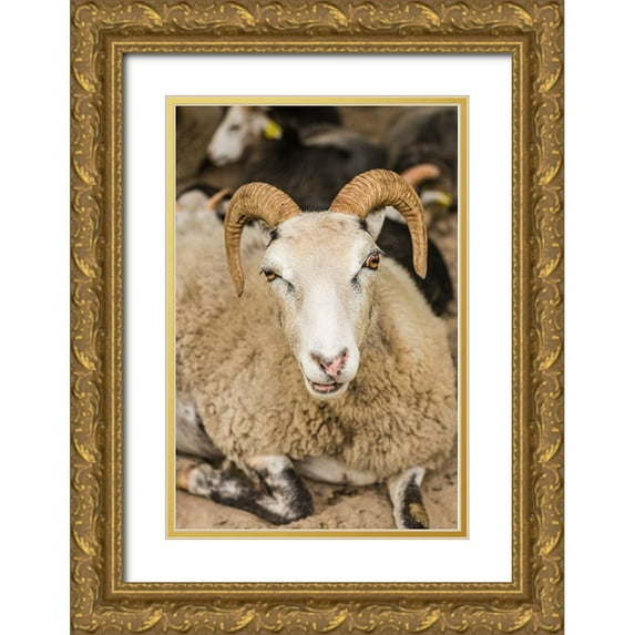 Bibikow, Walter 13x18 Gold Ornate Wood Framed with Double Matting Museum Art Print Titled - Sweden-Bohuslan-Tanumshede-goat
