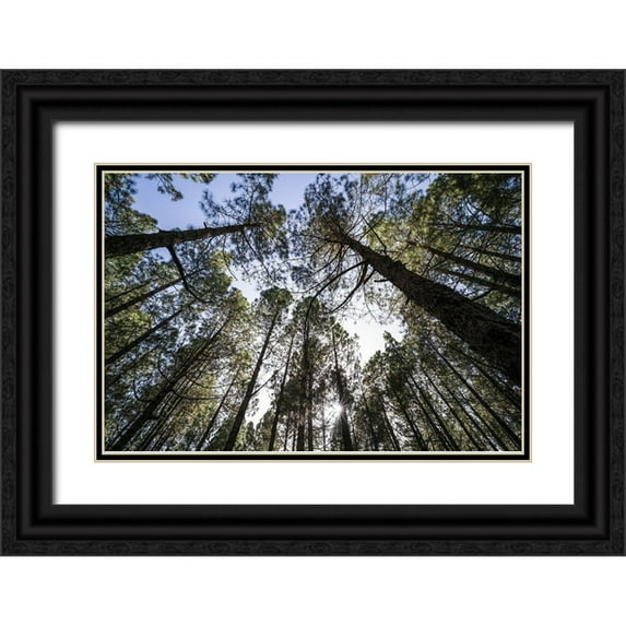 Bibikow, Walter 14x11 Black Ornate Wood Framed with Double Matting Museum Art Print Titled - Canary Islands--forest growing in old lava field