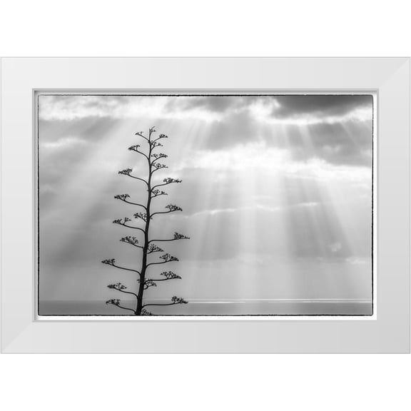 Bibikow, Walter 14x11 White Modern Wood Framed Museum Art Print Titled - Canary Islands-La Palma Island-Santa Cruz de la Palma-dramatic sky and tree