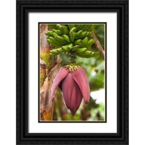 Bibikow, Walter 17x24 Black Ornate Wood Framed with Double Matting Museum Art Print Titled - Canary Islands-La Palma Island-San Andres-banana flower