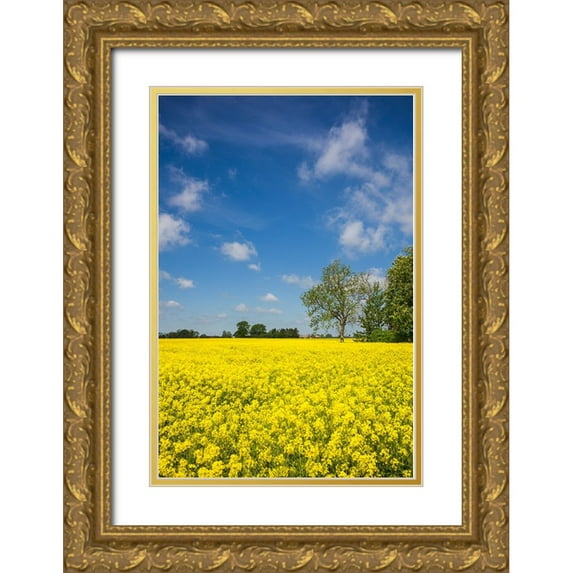 Bibikow, Walter 17x24 Gold Ornate Wood Framed with Double Matting Museum Art Print Titled - Southern Sweden-Boste lage-filed with yellow flowers-springtime