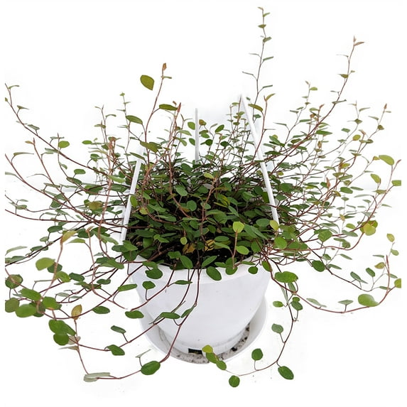 Biblical Angel Vine - Muehlenbeckia -6" Hanging Basket