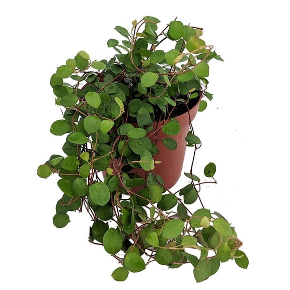 Biblical Angel Vine - Muehlenbeckia -Houseplant/Terrarium/Fairy Garden-3.7" Pot