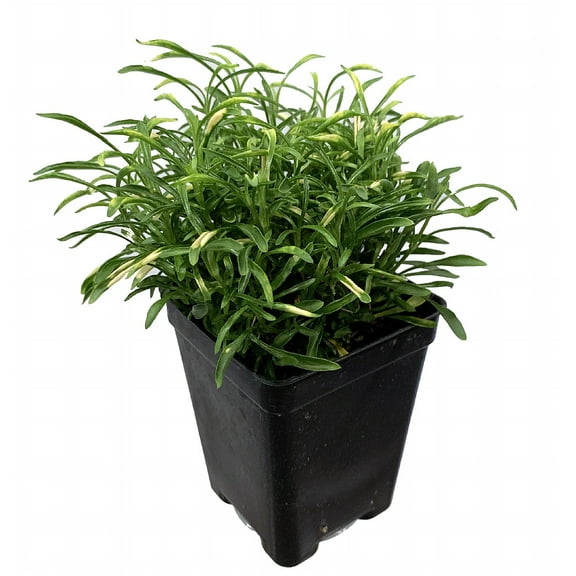 Biblical Gold Threads St. Joseph's Coat -Alternanthera- Easy Houseplant-2.5" Pot