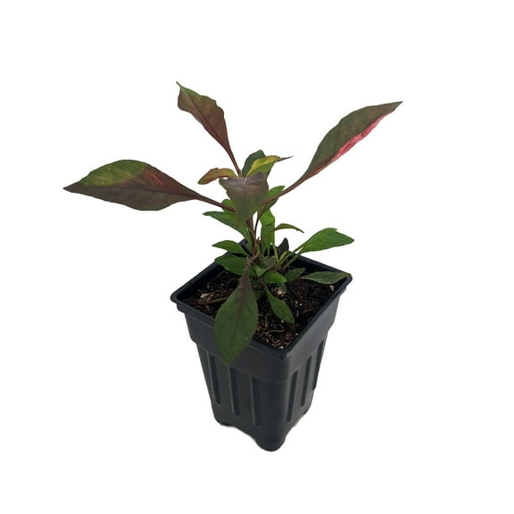 Biblical Red St. Joseph's Coat Plant -Alternanthera- Easy Houseplant - 2.5" Pot