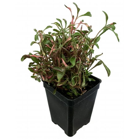 Biblical Red Threads St. Joseph's Coat -Alternanthera- Easy Houseplant-2.5" Pot