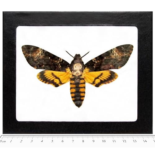 BicBugs Acherontia atropos REAL FRAMED SILENCE OF THE LAMBS DEATH'S HEAD MOTH (White Background)