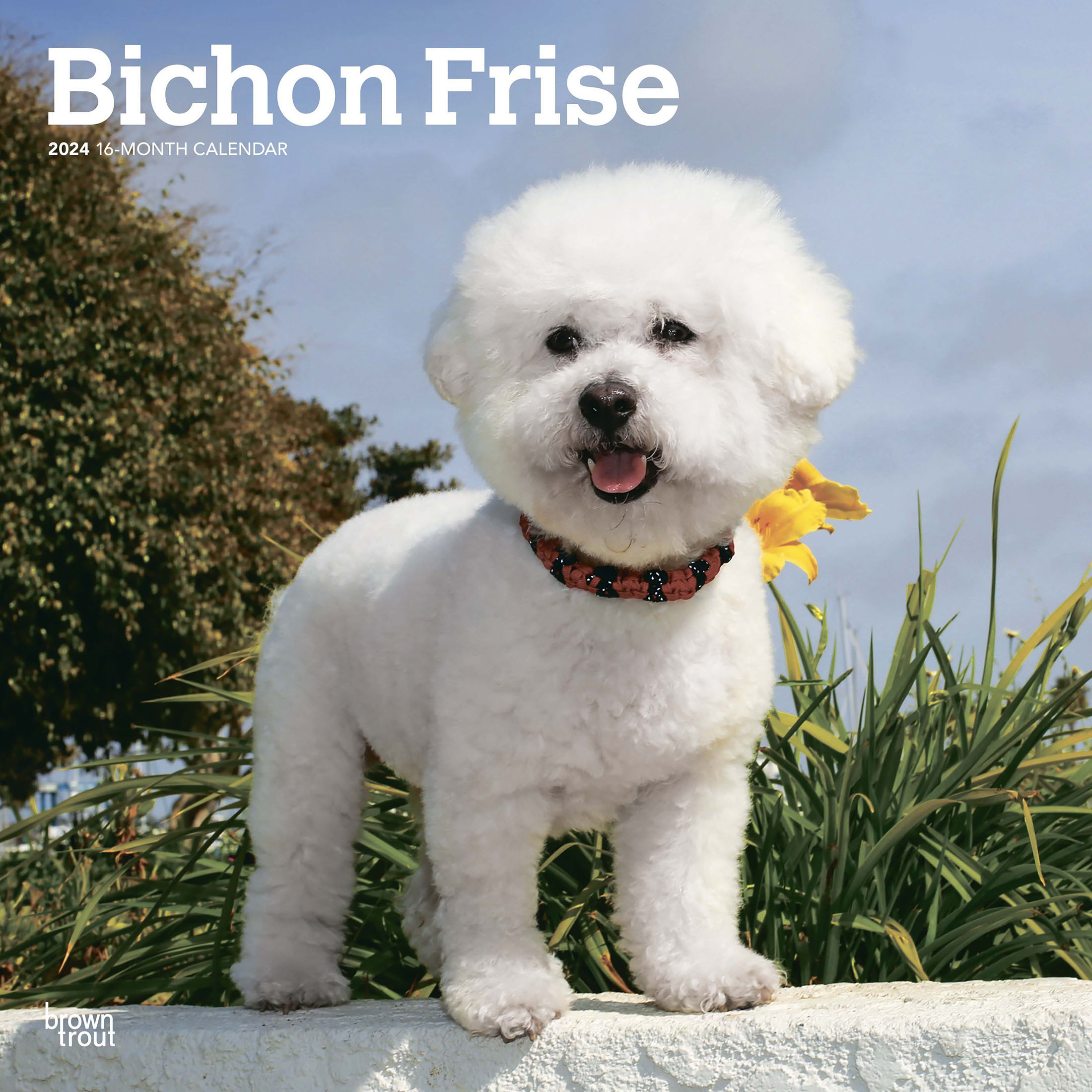 Bichon Frise | 2024 12x24" (Hanging) Square Wall Calendar | BrownTrout - image 1 of 8