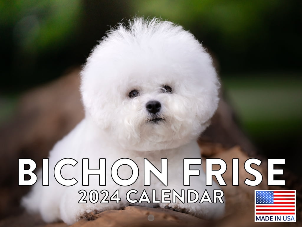 Bichon Frise 2024 Wall Calendar