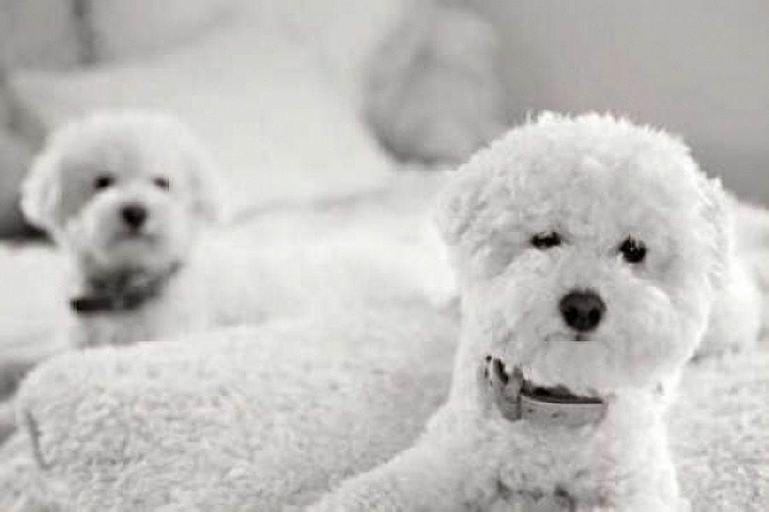 Bichons Canvas Art - Karyn Millet (12 x 18)