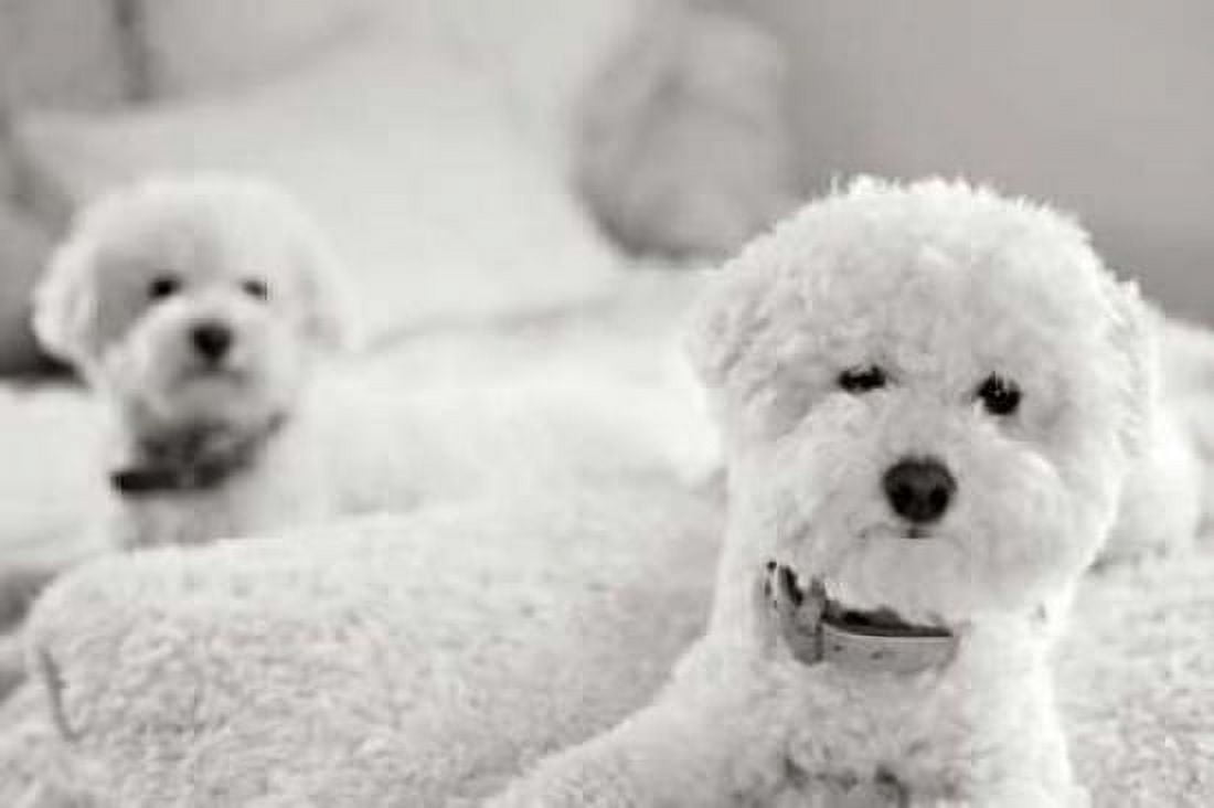 Bichons Canvas Art - Karyn Millet (24 x 36)